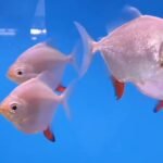 Ikan Silver Dollar, Ikan Hias Dunia dengan Bentuk Unik