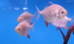 Ikan Silver Dollar, Ikan Hias Dunia dengan Bentuk Unik Ikan Silver Dollar, Ikan Hias Dunia dengan Bentuk Unik
