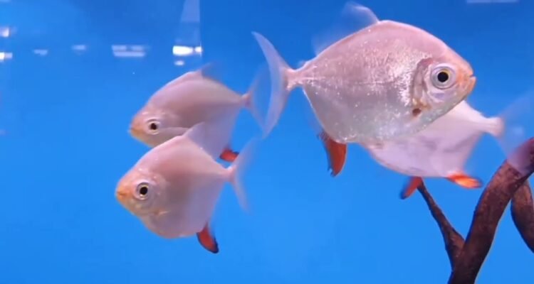 Ikan Silver Dollar, Ikan Hias Dunia dengan Bentuk Unik