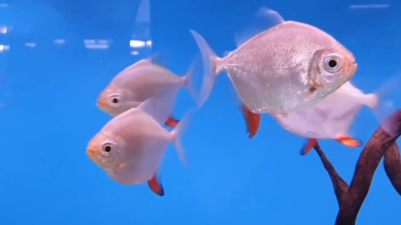Ikan Silver Dollar, Ikan Hias Dunia dengan Bentuk Unik
