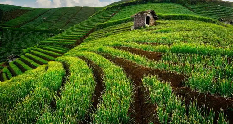 Wisata di Majalengka, Pesona Kota Angin yang Punya Sawah Berundak hingga Telaga Jernih